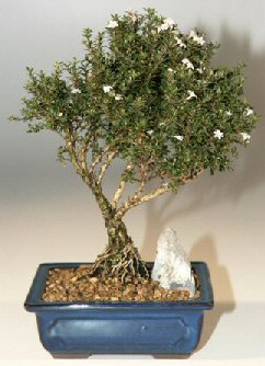  Ankara ucuz �i�ek g�nder  ithal bonsai saksi �i�egi  Ankara kaliteli taze ve ucuz �i�ekler 