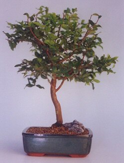  Ankara �i�ek sat���  ithal bonsai saksi �i�egi  Ankara �i�ek sipari�i sitesi 