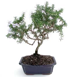 ithal bonsai saksi �i�egi  Ankaraya �i�ek yolla 