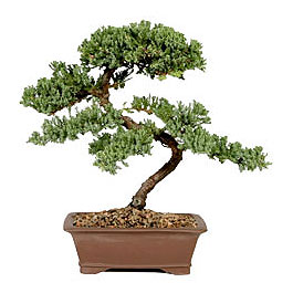 ithal bonsai saksi �i�egi  Ankara �nternetten �i�ek sipari�i 