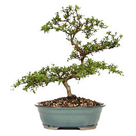  Ankarada �i�ek g�nderme sitemiz g�venlidir  ithal bonsai saksi �i�egi  Ankara �nternetten �i�ek sipari�i 