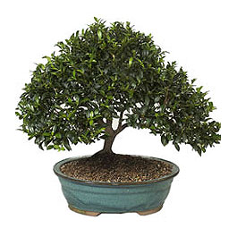  Ankara �i�ek sat���  ithal bonsai saksi �i�egi  Ankara �nternetten �i�ek sipari�i 