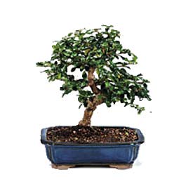  Ankara online �i�ek�i , �i�ek sipari�i  ithal bonsai saksi �i�egi  Ankara �i�ek�i ma�azas� 