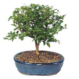  Ankara 14 �ubat sevgililer g�n� �i�ek  ithal bonsai saksi �i�egi  Ankara uluslararas� �i�ek g�nderme 