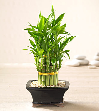 Lucky Bamboo saksi �i�egi  Ankara hediye sevgilime hediye �i�ek 