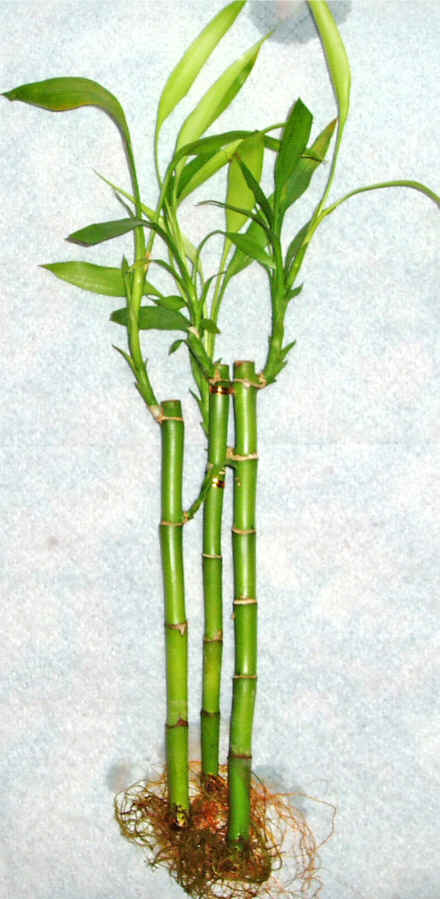 Lucky Bamboo 3 adet vazo hediye edilir   Ankara gvenli kaliteli hzl iek 