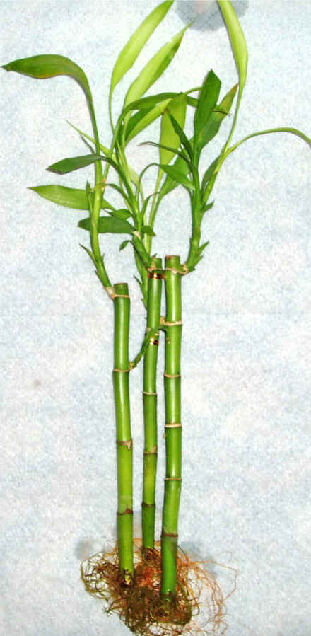 Lucky Bamboo 3 adet vazo hediye edilir   Ankara g�venli kaliteli h�zl� �i�ek 