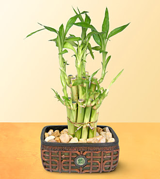 Lucky Bamboo  saksi �i�egi  Ankara kaliteli taze ve ucuz �i�ekler 
