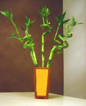 Lucky Bamboo 5 adet vazo ierisinde  Ankara hediye sevgilime hediye iek 