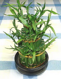 Lucky Bamboo sans melegi �i�egi  Ankara �i�ek online �i�ek sipari�i 