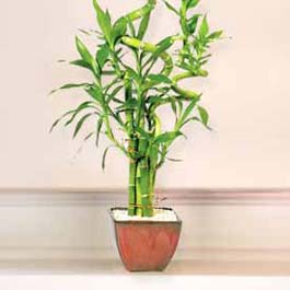 Lucky Bamboo sans melegi �i�egi  Ankara �i�ek�iler 