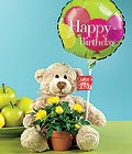  Ankara 14 �ubat sevgililer g�n� �i�ek  Ayicik balon ve saksida sari g�ller