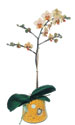  Ankara kaliteli taze ve ucuz �i�ekler  Phalaenopsis Orkide ithal kalite