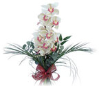  Ankara anneler günü çiçek yolla  Dal orkide ithal iyi kalite
