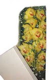  Ankara �i�ek�i telefonlar�  Kutu i�erisine dal cymbidium orkide