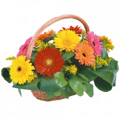 sepet i�erisinde 11 adet gerbera  Ankara hediye sevgilime hediye �i�ek 