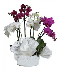4 dal mor orkide 2 dal beyaz orkide  Ankara çiçek siparişi sitesi 