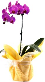  Ankara anneler günü çiçek yolla  Tek dal mor orkide saksı çiçeği