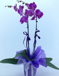 2 dallı mor orkide  Ankara online çiçek gönderme sipariş 