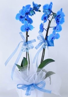 2 dallı mavi orkide  Ankara hediye sevgilime hediye çiçek 