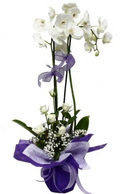 2 dallı beyaz orkide 5 adet beyaz gül  Ankara 14 şubat sevgililer günü çiçek 