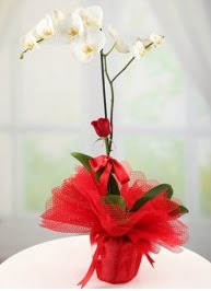 Tek dal beyaz orkide tek dal kırmızı gül  Ankara hediye sevgilime hediye çiçek 