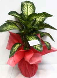 B�y�k boy Difenbahya Saks� bitkisi 90 cm 1.10 cm  Ankara �i�ek servisi , �i�ek�i adresleri 