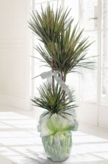 Marginata Tricolor ��l� Saks� bitkisi  Ankara �i�ek ma�azas� , �i�ek�i adresleri 