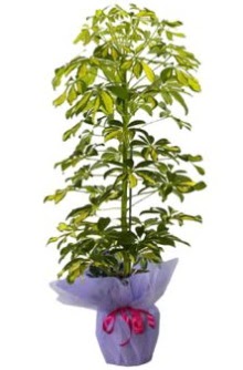 Schefflera Tekli �� mnekan saks� �i�e�i  Ankara 14 �ubat sevgililer g�n� �i�ek 