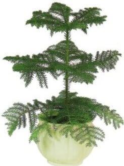 Araucaria Heterophylla i� mekan saks�  Ankara �i�ek sipari�i vermek 