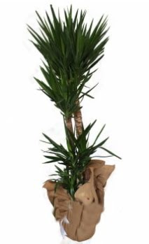 3 l� Yucca i� mekan saks� �i�e�i  Ankara �i�ek sipari�i sitesi 