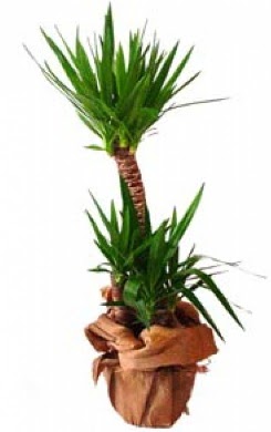2 li yucca saks� �i�e�i  Ankara �i�ek sipari�i vermek 