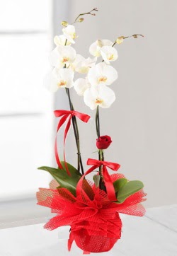 2 dallı beyaz orkide ve 1 adet kırmızı gül  Ankara çiçek siparişi sitesi  