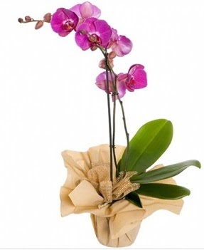 Tek dal mor orkide  Ankara İnternetten çiçek siparişi 