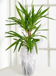 2 li yucca saks� i� mekan bitkisi  Ankara �i�ek , �i�ek�i , �i�ek�ilik 