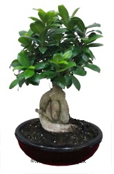 Japon ağacı bonsai saksı bitkisi  Ankara çiçek satışı 