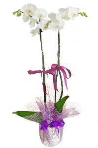 2 dall beyaz orkide sat  Ankara iek , ieki , iekilik 