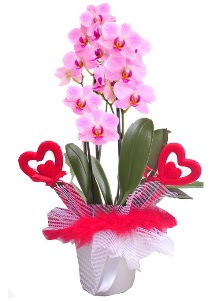 2 dall� mor orkide 2 kalp �ubuk  Ankara hediye �i�ek yolla 