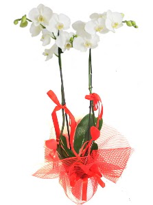 2 dall beyaz orkide bitkisi  Ankara online ieki , iek siparii 