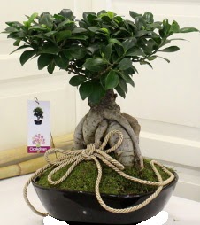 Japon ağacı bonsai satışı  Ankara internetten çiçek siparişi 