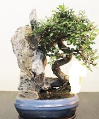 Japon ağacı bonsai saksı bitkisi satışı  Ankara hediye sevgilime hediye çiçek 