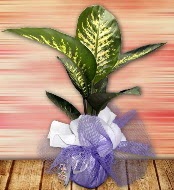 Orta boy Tropik saks bitkisi orta boy 65 cm  Ankara internetten iek siparii 