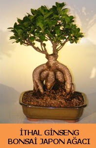 thal japon aac ginseng bonsai sat  Ankarada iek gnderme sitemiz gvenlidir 