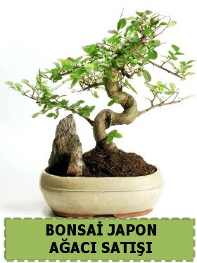 Bonsai japon  aac sat Minyatr thal  Ankara iek servisi , ieki adresleri 
