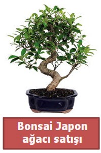 Japon aac bonsai sat  Ankara anneler gn iek yolla 