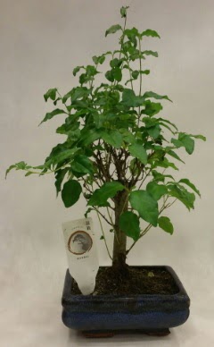 Minyatr bonsai japon aac sat  Ankaraya iek yolla 