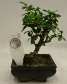 Kk minyatr bonsai japon aac  Ankara ieki telefonlar 