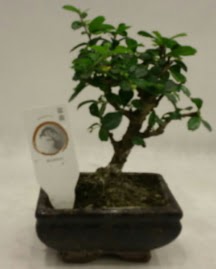 K���k minyat�r bonsai japon a�ac�  Ankara �i�ek�i telefonlar� 