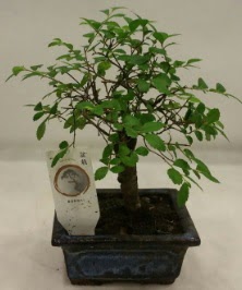 Minyatr ithal japon aac bonsai bitkisi  Ankara iek , ieki , iekilik 
