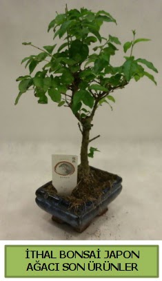 thal bonsai japon aac bitkisi  Ankara internetten iek sat 